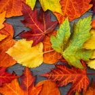 Евгения Шевченко 